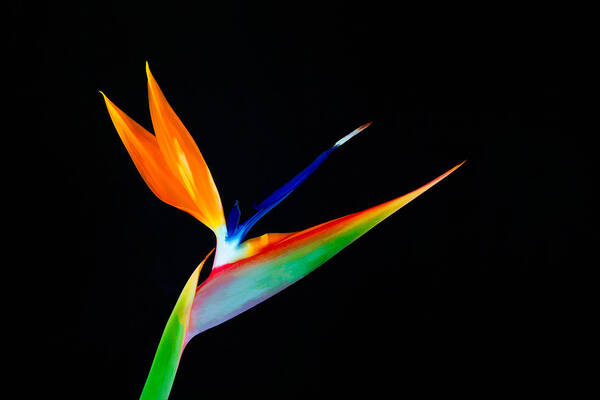 Bird Of Paradise Poster featuring the photograph Bird of Paradise by Ram Vasudev