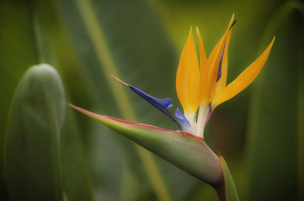 Bird Of Paradise Poster featuring the photograph Bird of Paradise by Sherri Meyer