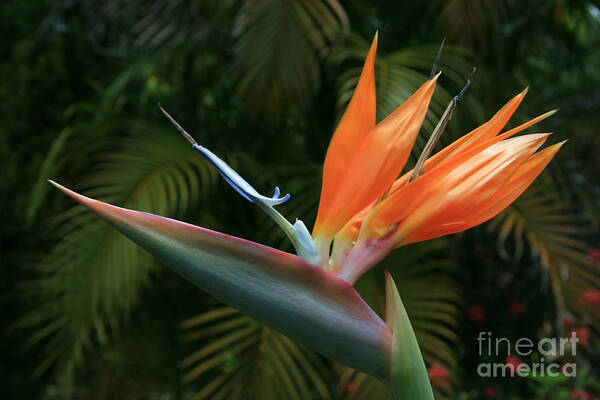 Aloha Poster featuring the photograph Bird of Paradise - Strelitzea reginae - Tropical Flowers of Hawaii by Sharon Mau