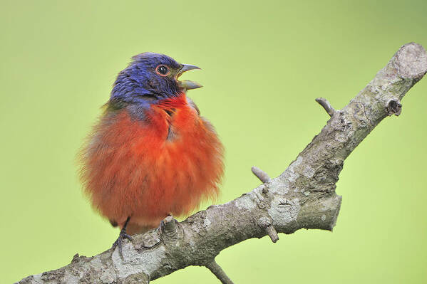 Painted Bunting Poster featuring the photograph Birthday Bunting by Bonnie Barry