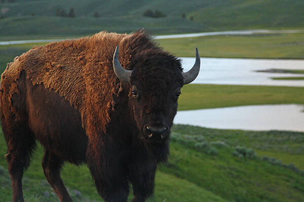 Bison Poster featuring the photograph Bison Bull in Hayden Valley in Yellowstone National Park by Jean Clark