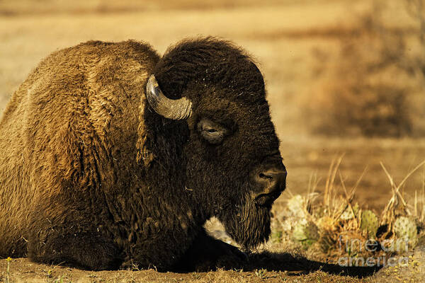 Bison Poster featuring the photograph Bison in The Wichitas by Iris Greenwell