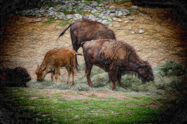 Bison Poster featuring the photograph Bison Three by Beth Venner