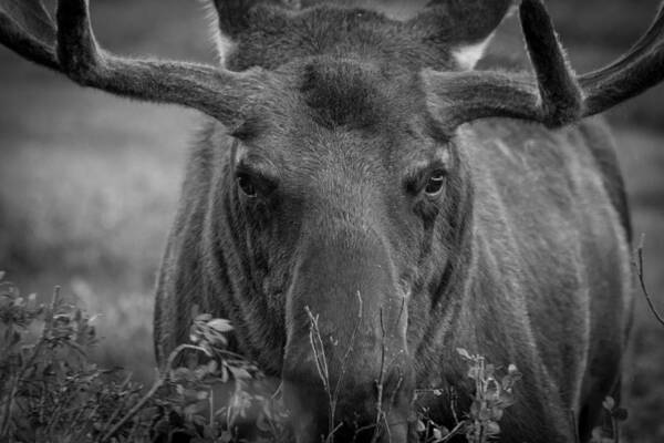 Moose Poster featuring the photograph Black and White Moose Close Up by Tony Hake