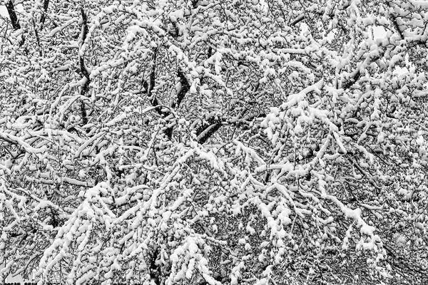 Winter Poster featuring the photograph Black and White Snowy Tree Branches Abstract Five by James BO Insogna