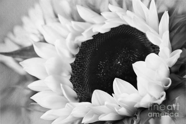 Black And White Sunflower Poster featuring the photograph Black and White Sunflower by Eden Baed