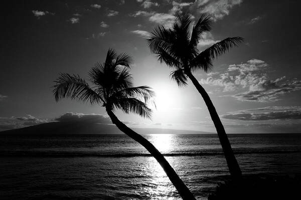 Palm Trees Poster featuring the photograph Black and White tropical by Pierre Leclerc Photography