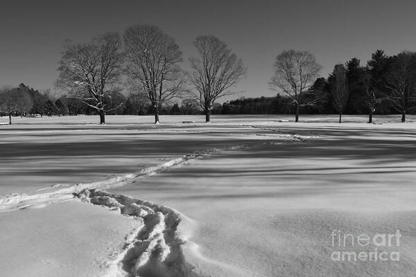 Winter Poster featuring the photograph Black and White Winter by Tammie Miller