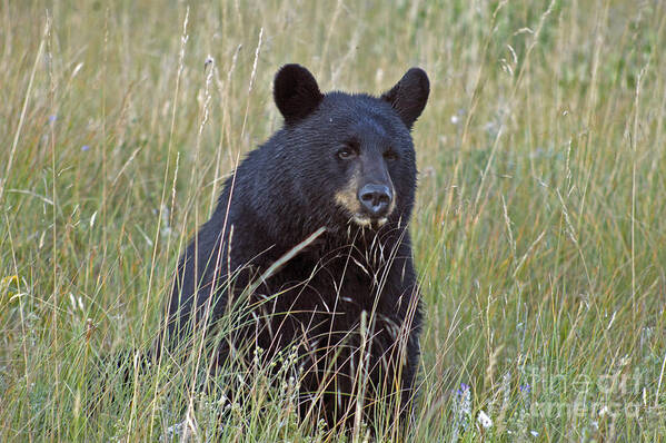 Black Bear Poster featuring the photograph Black Bear - near Glacier by Cindy Murphy - NightVisions 