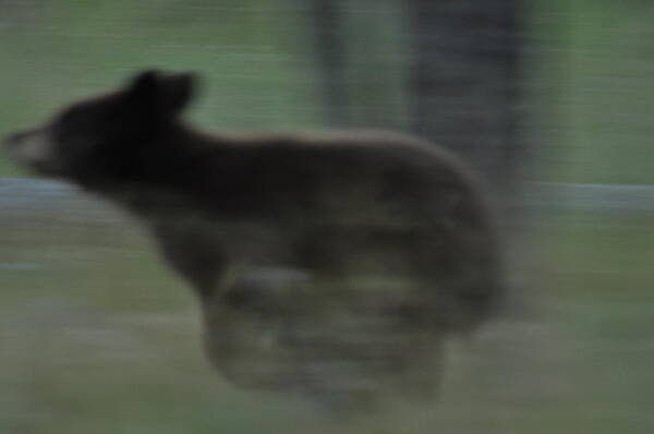 Black Bear Poster featuring the photograph Black Bear Cub Running by Frank Madia