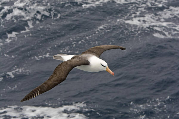 Flpa Poster featuring the photograph Black-browed Albatross Flying Scotia by Dickie Duckett