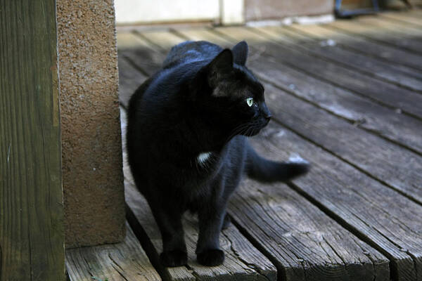 Black Poster featuring the photograph Black Cat on Porch by Melinda Fawver