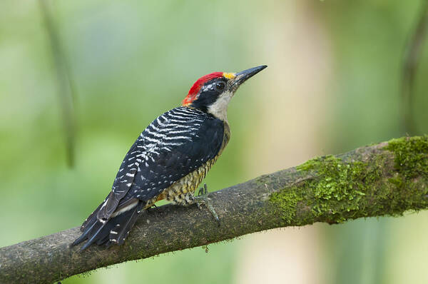 Tui De Roy Poster featuring the photograph Black-cheeked Woodpecker Male Milpe by Tui De Roy