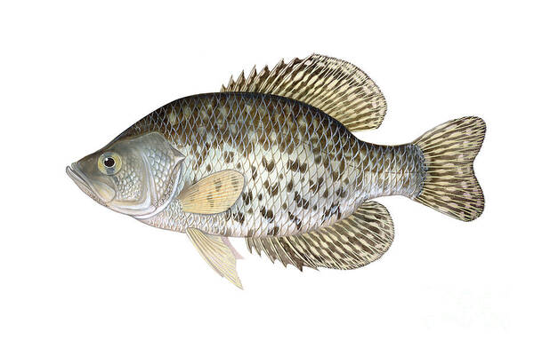 Black Crappie Poster featuring the photograph Black Crappie by Carlyn Iverson