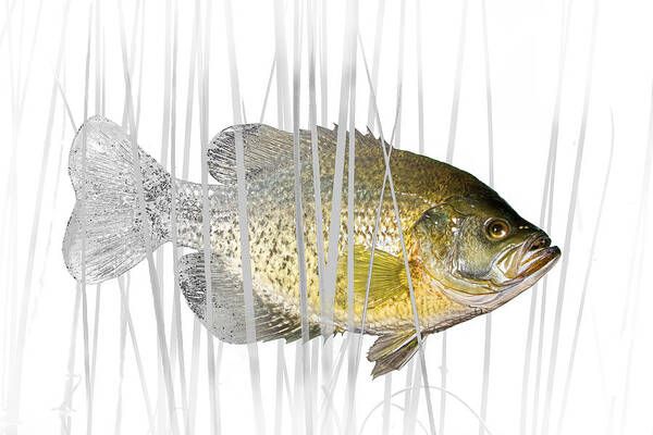 Crappie Poster featuring the photograph Black Crappie Pan Fish in the Reeds by Randall Nyhof