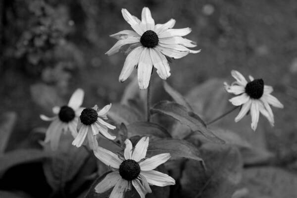 Flower Poster featuring the photograph Black Eyed Susans by Valerie Collins