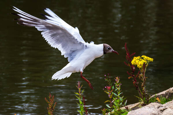Seagull Poster featuring the photograph Black Head Gull - Preparing For Landing by Scott Lyons