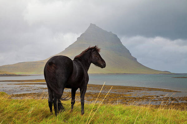 Horse Poster featuring the photograph Black Horse In Iceland by Horstgerlach