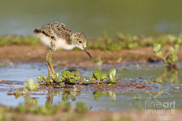 Black Necked Stilt Poster featuring the photograph Black necked stilt baby looking for food by Bryan Keil