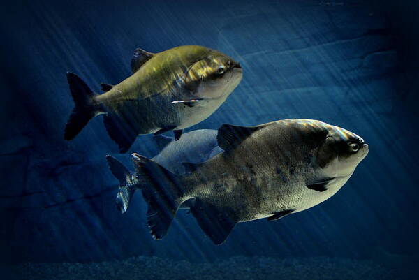 Pacu Poster featuring the photograph Black Pacu by Nathan Abbott