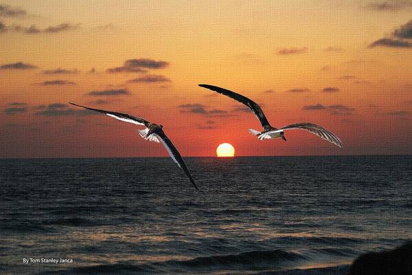 Black Skimmers Poster featuring the photograph Black Skimmers At Sunset by Tom Janca