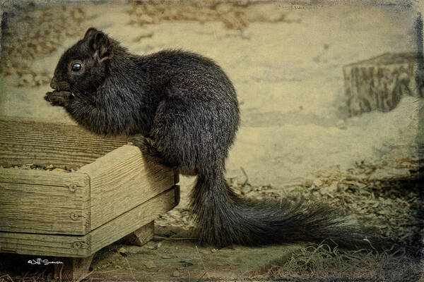 Black Squirrel Poster featuring the photograph Black Squirrel by Jeff Swanson