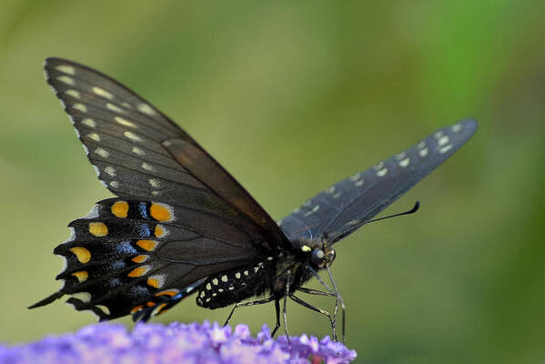 Black Swallowtail Poster featuring the photograph Black Swallowtail on a Buddleia by Bradford Martin