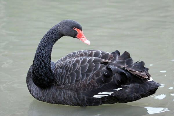 Cygnus Atratus Poster featuring the photograph Black Swan by John Devries/science Photo Library