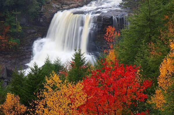 Blackwater Poster featuring the photograph Blackwater falls in autumn by Jetson Nguyen
