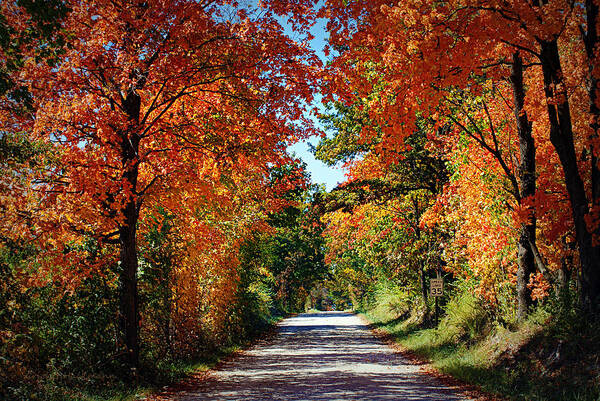 Trees Poster featuring the photograph Blaze of Glory by Cricket Hackmann