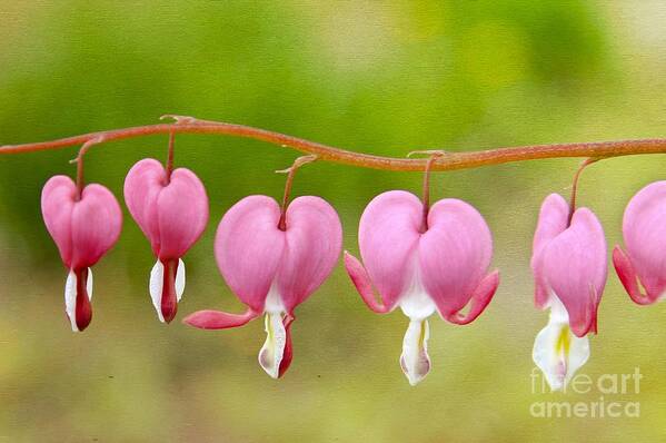 Maine Poster featuring the photograph Bleeding Hearts by Karin Pinkham