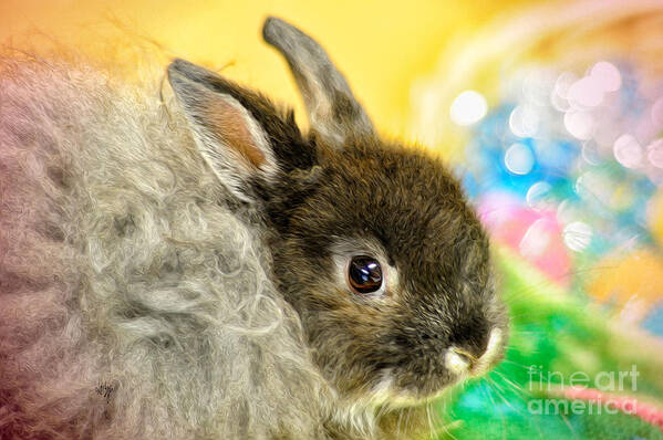 Rabbit Poster featuring the photograph Blessings by Lois Bryan