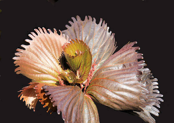 Plant Poster featuring the photograph Blooming Silver Plant by Rosalie Scanlon