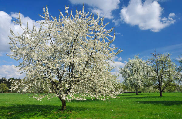 Spring Poster featuring the photograph Blossoming trees in spring on green meadow by Matthias Hauser