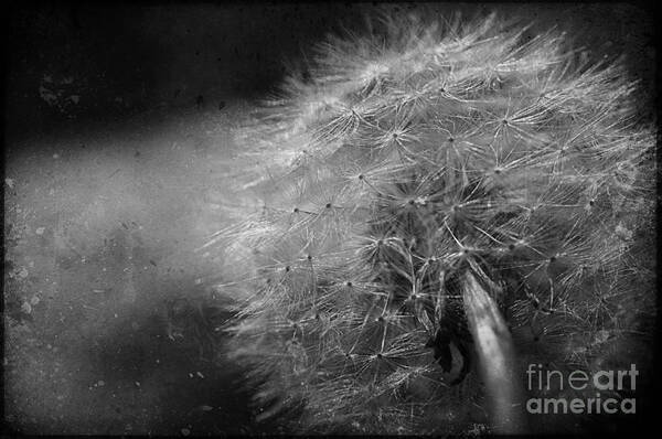 Dandelion Poster featuring the photograph Blow Me Away by Terry Rowe