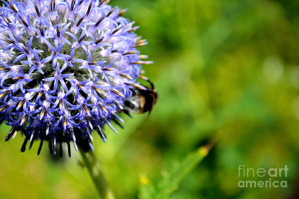 Art Poster featuring the photograph Blue Ball Flower by Scott Lyons