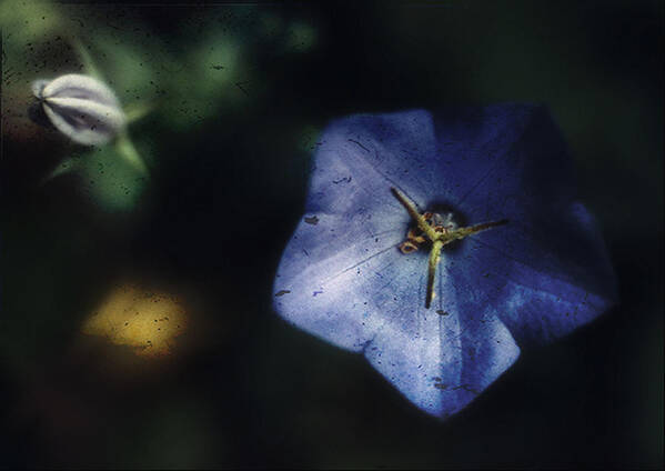 Platycodon Grandiflorus Poster featuring the photograph Blue Balloon Flower in the Shadows by Louise Kumpf
