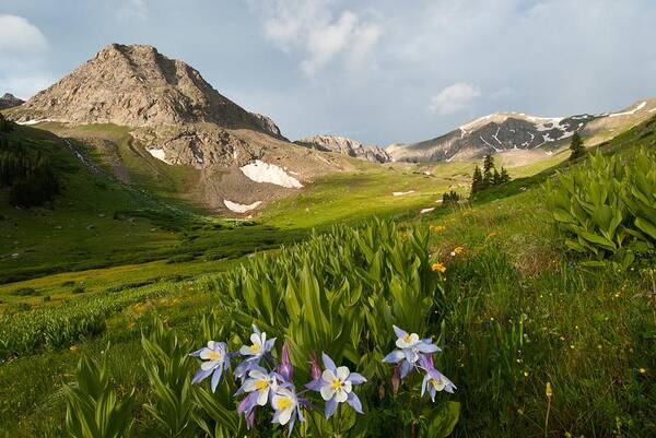 Landscape Poster featuring the photograph Handie's Peak and Blue Columbine on a Summer Morning by Cascade Colors