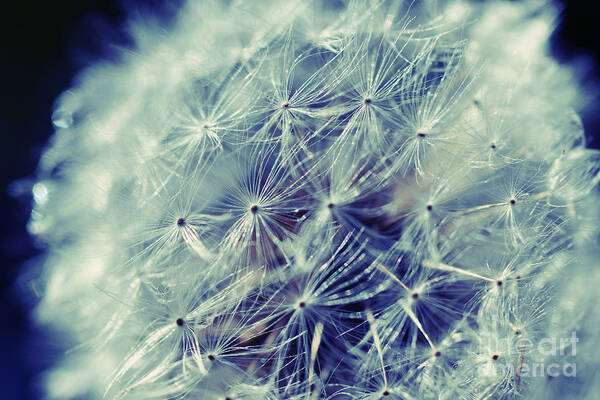 Dandelion Poster featuring the photograph Blue Dandy by Mindy Bench