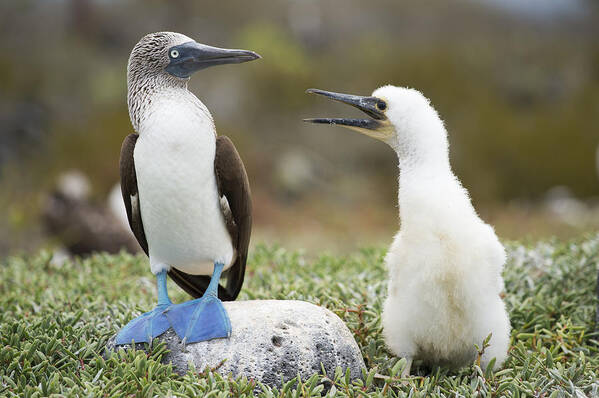 531715 Poster featuring the photograph Blue-footed Booby With Begging Chick by Tui De Roy