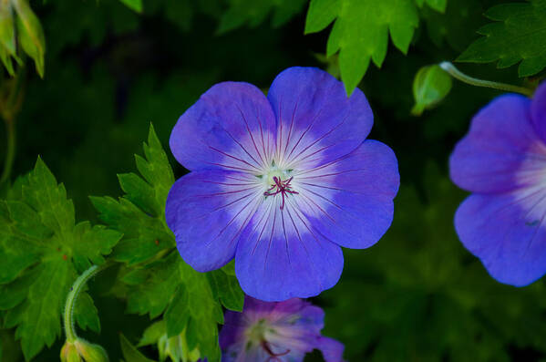 Flower Poster featuring the photograph Blue Geranium by Tikvah's Hope