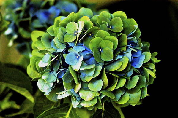 Hawaii Poster featuring the photograph Blue Green Hydrangea by Lehua Pekelo-Stearns