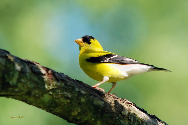 American Goldfinch Poster featuring the photograph Blue Heart Goldfinch by Christina Rollo