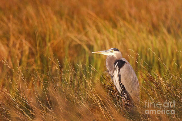 Blue Heron Bird Photo Poster featuring the photograph Blue Heron in Louisiana Marsh by Luana K Perez