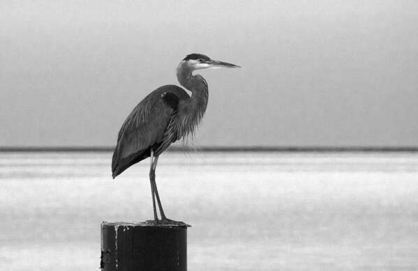 Birds Poster featuring the photograph Blue Heron on Post by Paul Ross