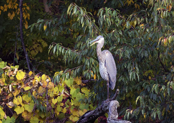 Birds Poster featuring the photograph Blue Heron Perched in Tree by Paul Ross