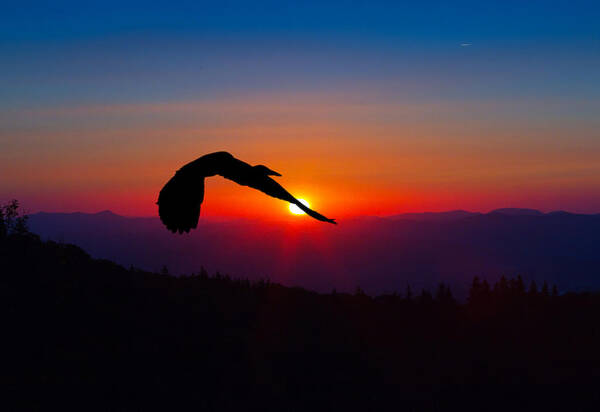 Heron Poster featuring the photograph Blue Heron Rising with the Sun by John Haldane