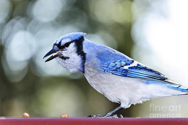 Bird Poster featuring the photograph Blue jay bird by Elena Elisseeva