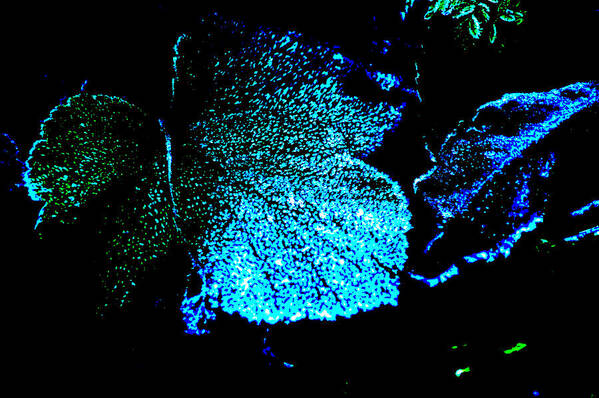 Blue Green Black Leaf Winter Poster featuring the digital art Blue Leaf by Randi Grace Nilsberg
