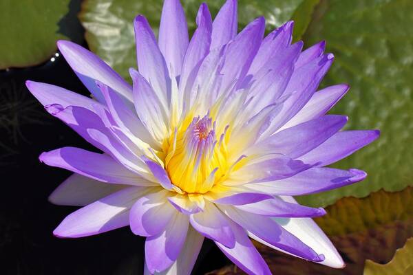 Water Lily Poster featuring the photograph Blue Lily by Katherine White